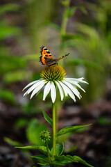 A small tortoiseshell pollinating the white echinacea flower in a garden.