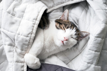 Cute White with gray cat lies in bed at home, house comfort concept, indoor. Cope space. Adopt cat