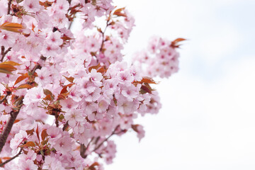 桜（ヤエムラサキザクラ）