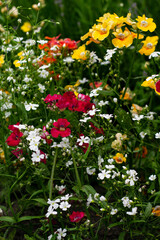 Obraz premium Colorful wildflowers in summer meadow.