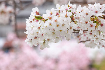 桜（ソメイヨシノ）