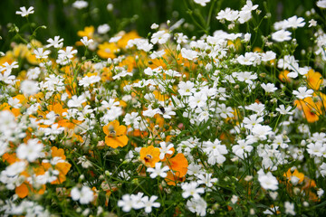 Colorful wildflowers in summer meadow.