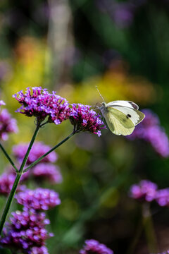 The small white butterfly (pieris rapae) – a white insect pollinating verbena flowers in a garden.