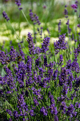Lavender, close up of fresh lavender field.