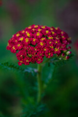 Common yarrow (achillea millefolium) - a red flower on the summer garden.