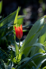 Tulip (tulipa) - a red flower on the garden.