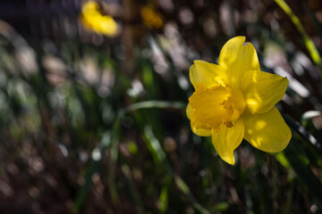 Narcissus jonquilla, (jonquil or rush daffodil) -  yellow flower on the garden.