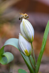 Fototapeta na wymiar Early spring flowers with flying bee. Beautiful white tulips in garden.