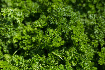 Curly Parsley grows in the garden. Spicy herb Petroselinum crispum for nutrition, use in alternative medicine and cosmetology, green background