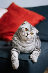 Scottish fold tabby cat lying on the couch at home     