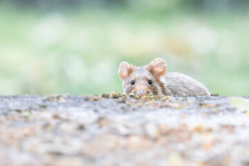 Ein schüchterner Hamster schaut vorsichtig vom Rand einer Mauer heraus.