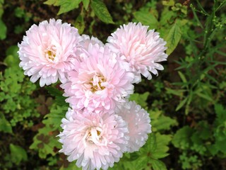 delicate pink chrysanthemums growing on a flower bed, a lush inflorescence of autumn flowers of a light shade, decorative flowers in a garden or park, autumn asters against a background of greenery