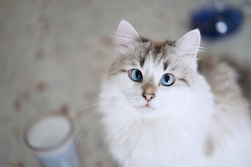 Fototapeta premium White cat with blue eyes drinks a blue latte 
