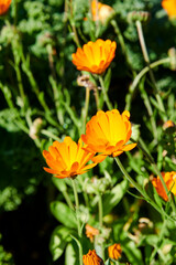 Flores en Bergen, Noruega