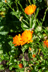 Flores en Bergen, Noruega