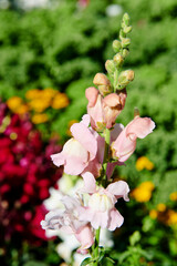 Obraz premium Flores en Bergen, Noruega