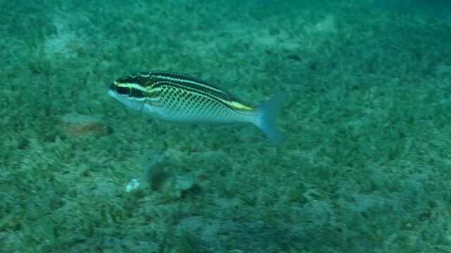 Bream fish feed on a sandy bottom covered with green seagrass. Arabian Monocle Bream (Scolopsis ghanam), Slow motion