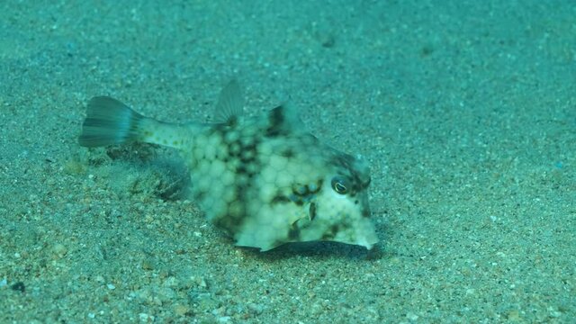 Close-up of Boxfish looking for food on the sandy bottom. Thornback Boxfish or Camel Cowfish (Tetrosomus gibbosus), Slow motion