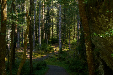 Vista de bosques noruegos