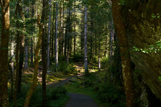 Vista de bosques noruegos © Guillem
