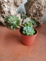 Succulent in flowerpot