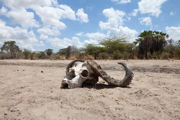 Wandcirkels aluminium Cape buffalo skull on dry riverbed under drought conditions © Pedro Bigeriego