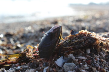 Einsame Muschel am Strand