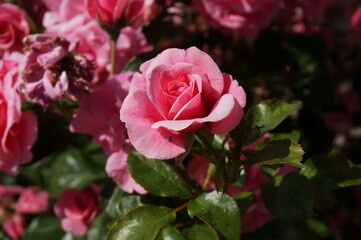 pink rose in the garden