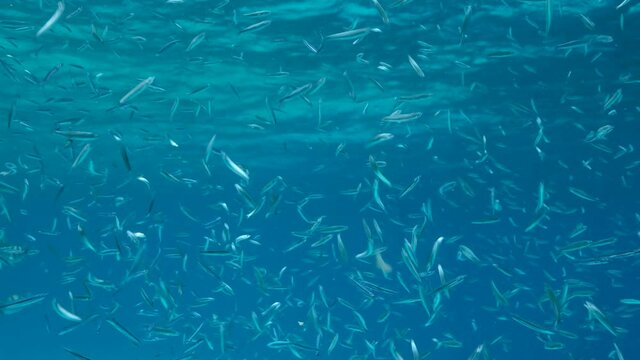 Large school of small fish eating plankton on еру blue water background silvering in sunlight. Shoal of Silver-stripe round herring, slender sprat, or Kibinago minnow (Spratelloides gracilis)