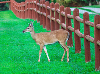 white tail deer