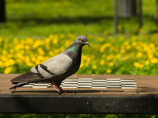 Pigeon on a table(Columba livia domestica), city dove, city pigeon, street pigeon