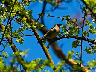 The Eurasian blackcap (Sylvia atricapilla) on a branch. 