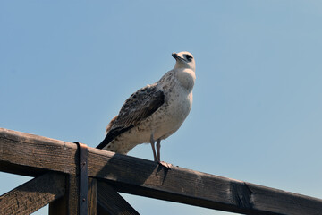 Obraz premium The venetian gull looks into the distance