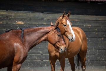 Obraz premium brown horses portrait