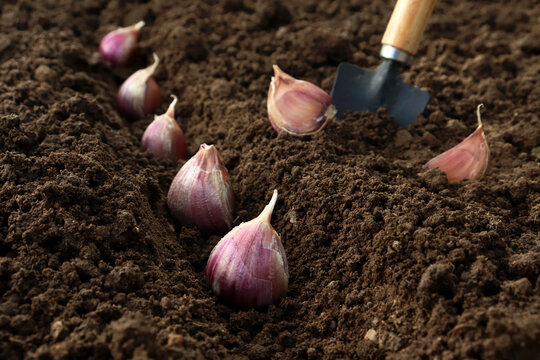 Planting and growing garlic in the ground in the beds by the line method in autumn or spring