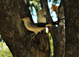 bird on a tree