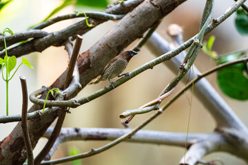 Scaly - breasted munia