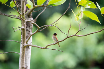 Scaly - breasted munia