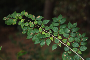 nature poster. green leaves of tree at the forest - 457149145