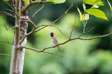 Scaly - breasted munia