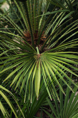 nature poster. palm leaves