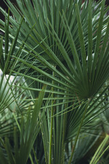 nature poster. palm leaves - 457149367
