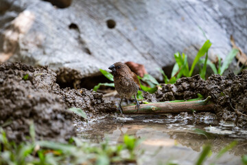 Scaly - breasted munia