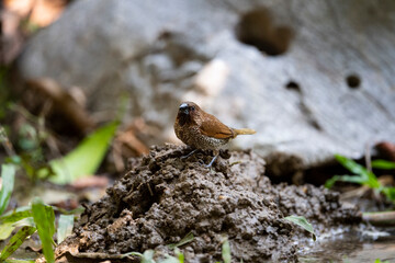 Scaly - breasted munia