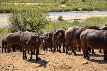 Naklejka na ściany i meble Herd of Cape buffalo walking with a river behind them.
