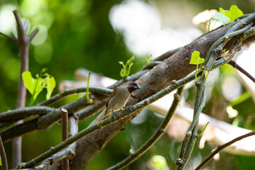 Scaly - breasted Munia