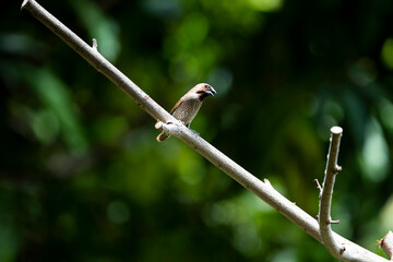 Scaly - breasted Munia