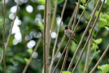 Scaly - breasted munia