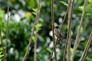 Scaly - breasted munia