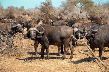 Obraz premium Cape buffalo in the wild with the rest of the herd in the distance
